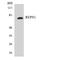 RALBP1 Associated Eps Domain Containing 1 antibody, LS-B11081, Lifespan Biosciences, Western Blot image 