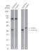 FOXP3 antibody, MA5-16226, Invitrogen Antibodies, Western Blot image 
