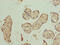 Phosphatidylinositol Specific Phospholipase C X Domain Containing 1 antibody, CSB-PA889114LA01HU, Cusabio, Immunohistochemistry paraffin image 