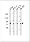 Rho Guanine Nucleotide Exchange Factor 7 antibody, 61-358, ProSci, Western Blot image 