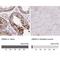 Geminin DNA Replication Inhibitor antibody, NBP2-14058, Novus Biologicals, Immunohistochemistry paraffin image 