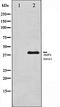 Protein Kinase AMP-Activated Non-Catalytic Subunit Beta 1 antibody, orb106533, Biorbyt, Western Blot image 
