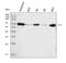 PLAP-1 antibody, M01718-4, Boster Biological Technology, Western Blot image 