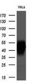 Basigin (Ok Blood Group) antibody, GTX84800, GeneTex, Western Blot image 