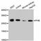 Prohibitin antibody, abx125377, Abbexa, Western Blot image 