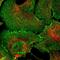 Afadin, Adherens Junction Formation Factor antibody, NBP1-90218, Novus Biologicals, Immunocytochemistry image 