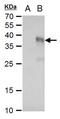 Transforming Growth Factor Beta 3 antibody, PA5-78197, Invitrogen Antibodies, Western Blot image 