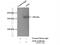 Alpha-2-Macroglobulin antibody, 66126-1-Ig, Proteintech Group, Immunoprecipitation image 