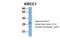 Lysine Rich Coiled-Coil 1 antibody, PA5-44658, Invitrogen Antibodies, Western Blot image 