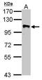 GRIP1 Associated Protein 1 antibody, PA5-32154, Invitrogen Antibodies, Western Blot image 