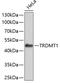 TRNA Aspartic Acid Methyltransferase 1 antibody, 23-015, ProSci, Western Blot image 
