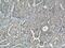 Ras Association Domain Family Member 7 antibody, 21753-1-AP, Proteintech Group, Immunohistochemistry frozen image 