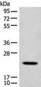 CD300e Molecule antibody, PA5-68389, Invitrogen Antibodies, Western Blot image 