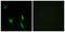 DCC Netrin 1 Receptor antibody, abx014019, Abbexa, Immunofluorescence image 