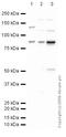 Actin-depolymerizing factor antibody, ab74420, Abcam, Western Blot image 