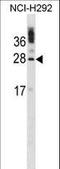 Calcium And Integrin Binding 1 antibody, LS-C157645, Lifespan Biosciences, Western Blot image 
