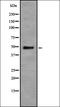 Major Histocompatibility Complex, Class II, DR Alpha antibody, orb378103, Biorbyt, Western Blot image 