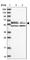 WD Repeat And Coiled Coil Containing antibody, HPA041054, Atlas Antibodies, Western Blot image 