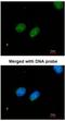 X-Ray Repair Cross Complementing 4 antibody, NBP1-30878, Novus Biologicals, Immunocytochemistry image 