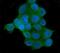 AKT Serine/Threonine Kinase 2 antibody, M00725-1, Boster Biological Technology, Immunofluorescence image 