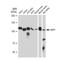 Tripartite Motif Containing 28 antibody, GTX08968, GeneTex, Western Blot image 
