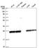 Triosephosphate Isomerase 1 antibody, HPA050924, Atlas Antibodies, Western Blot image 