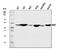 Betaine--Homocysteine S-Methyltransferase antibody, A06712-2, Boster Biological Technology, Western Blot image 