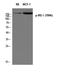 Insulin Receptor Substrate 1 antibody, STJ90605, St John