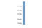 BTG Anti-Proliferation Factor 2 antibody, 27-887, ProSci, Enzyme Linked Immunosorbent Assay image 