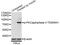 Protein Kinase C Beta antibody, MBS128316, MyBioSource, Western Blot image 