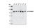 Rho Guanine Nucleotide Exchange Factor 1 antibody, 3669S, Cell Signaling Technology, Western Blot image 