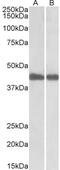 Poly(RC) Binding Protein 1 antibody, 42-696, ProSci, Western Blot image 