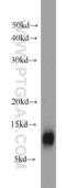 Yippee Like 3 antibody, 15403-1-AP, Proteintech Group, Western Blot image 