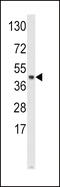 S-Phase Kinase Associated Protein 2 antibody, 63-492, ProSci, Western Blot image 