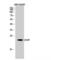 DNA Damage Inducible Transcript 3 antibody, LS-C382697, Lifespan Biosciences, Western Blot image 