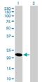 Heme Binding Protein 1 antibody, H00050865-B01P, Novus Biologicals, Western Blot image 