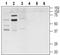 BAR antibody, PA5-77294, Invitrogen Antibodies, Western Blot image 