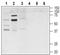 Nuclear Receptor Subfamily 1 Group H Member 4 antibody, PA5-77294, Invitrogen Antibodies, Western Blot image 