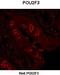 POU Class 2 Homeobox 3 antibody, orb329669, Biorbyt, Immunohistochemistry paraffin image 