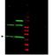 Mitotic Arrest Deficient 2 Like 1 antibody, orb86627, Biorbyt, Western Blot image 