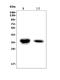 Carbonic Anhydrase 4 antibody, A01523-3, Boster Biological Technology, Western Blot image 