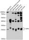 Sarcospan antibody, 14-304, ProSci, Western Blot image 