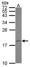 Peptidylprolyl Isomerase Like 1 antibody, LS-C155533, Lifespan Biosciences, Western Blot image 
