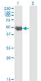 Keratin 20 antibody, LS-B4527, Lifespan Biosciences, Western Blot image 
