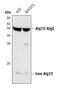 Autophagy Related 12 antibody, PA5-17218, Invitrogen Antibodies, Western Blot image 