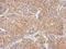 Phosphodiesterase 10A antibody, PA5-31293, Invitrogen Antibodies, Immunohistochemistry frozen image 