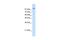 Matrin 3 antibody, PA5-41885, Invitrogen Antibodies, Western Blot image 