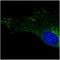 RAB5B, Member RAS Oncogene Family antibody, orb11629, Biorbyt, Immunofluorescence image 