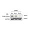 Sad1 And UNC84 Domain Containing 2 antibody, IQ444, Immuquest, Western Blot image 