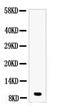 TTN antibody, A01267, Boster Biological Technology, Western Blot image 